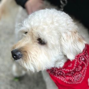 Meet your Posher, George